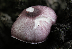 Leucoagaricus roseilividus