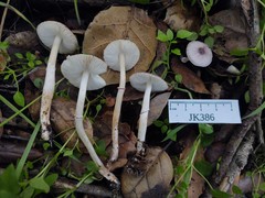 Leucoagaricus roseilividus