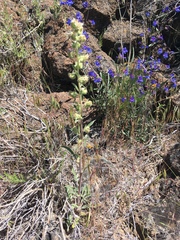 Phacelia heterophylla