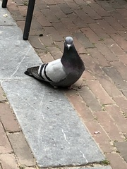 Columba livia domestica
