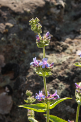 Penstemon pruinosus