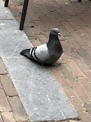 Columba livia domestica