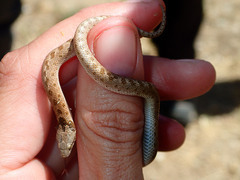 Hypsiglena ochrorhynchus