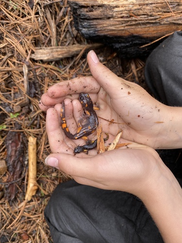 iNaturalist observation photo of Sierra Nevada Ensatina