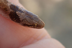 Hypsiglena ochrorhynchus