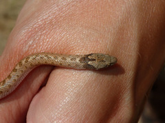 Hypsiglena ochrorhynchus