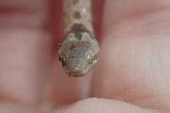 Hypsiglena ochrorhynchus