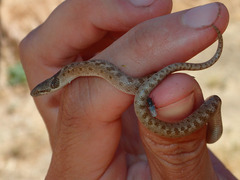 Hypsiglena ochrorhynchus