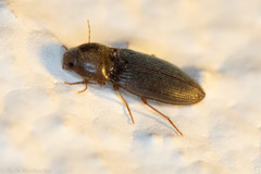 Horistonotus simplex