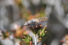 Tabuda varia
