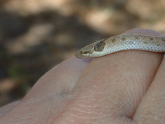 Hypsiglena ochrorhynchus