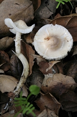 Leucoagaricus