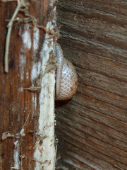 Hypsiglena ochrorhynchus