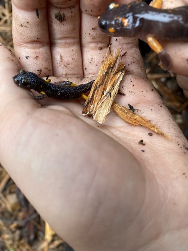 iNaturalist observation photo of Sierra Nevada Ensatina
