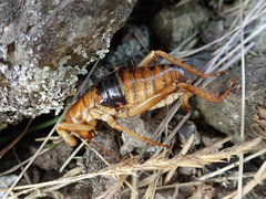 Hemideina ricta