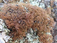 Cladia gorgonea