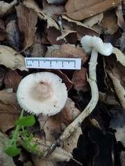 Leucoagaricus