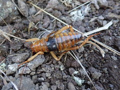 Hemideina ricta