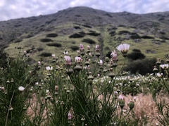 Malacothrix saxatilis implicata