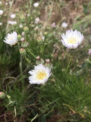 Malacothrix saxatilis implicata