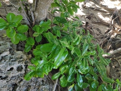 Excoecaria agallocha