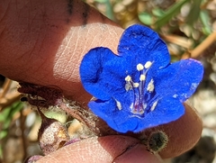 Phacelia nashiana