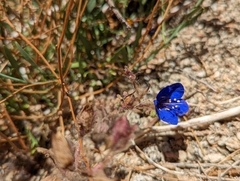Phacelia nashiana