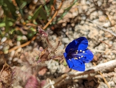 Phacelia nashiana