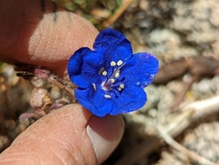 Phacelia nashiana