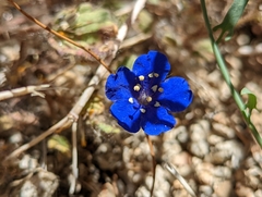 Phacelia nashiana