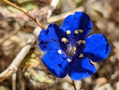 Phacelia nashiana