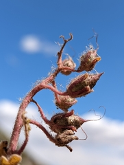 Phacelia nashiana