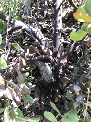Arctostaphylos rainbowensis