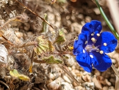 Phacelia nashiana