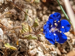 Phacelia nashiana
