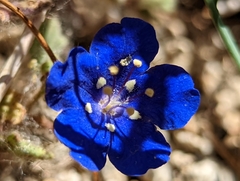 Phacelia nashiana
