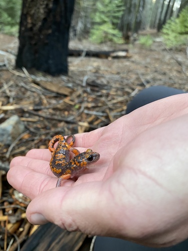 iNaturalist observation photo of Sierra Nevada Ensatina