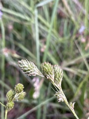 Carex vexans