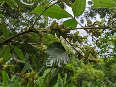 Flemingia macrophylla