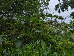 Flemingia macrophylla