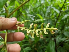 Flemingia macrophylla