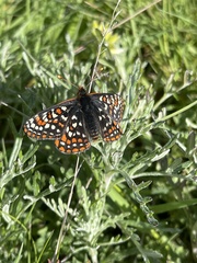 Euphydryas editha taylori