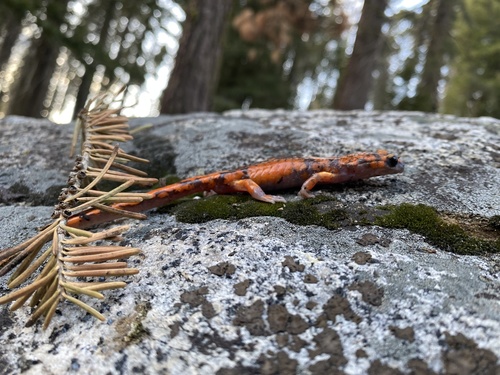 iNaturalist observation photo of Sierra Nevada Ensatina