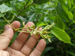Flemingia macrophylla