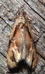 Zomaria interruptolineana