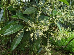 Semecarpus cuneiformis