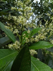 Semecarpus cuneiformis