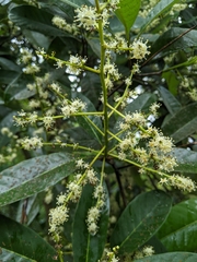 Semecarpus cuneiformis