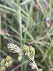 Carex vexans