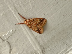 Barsine striata